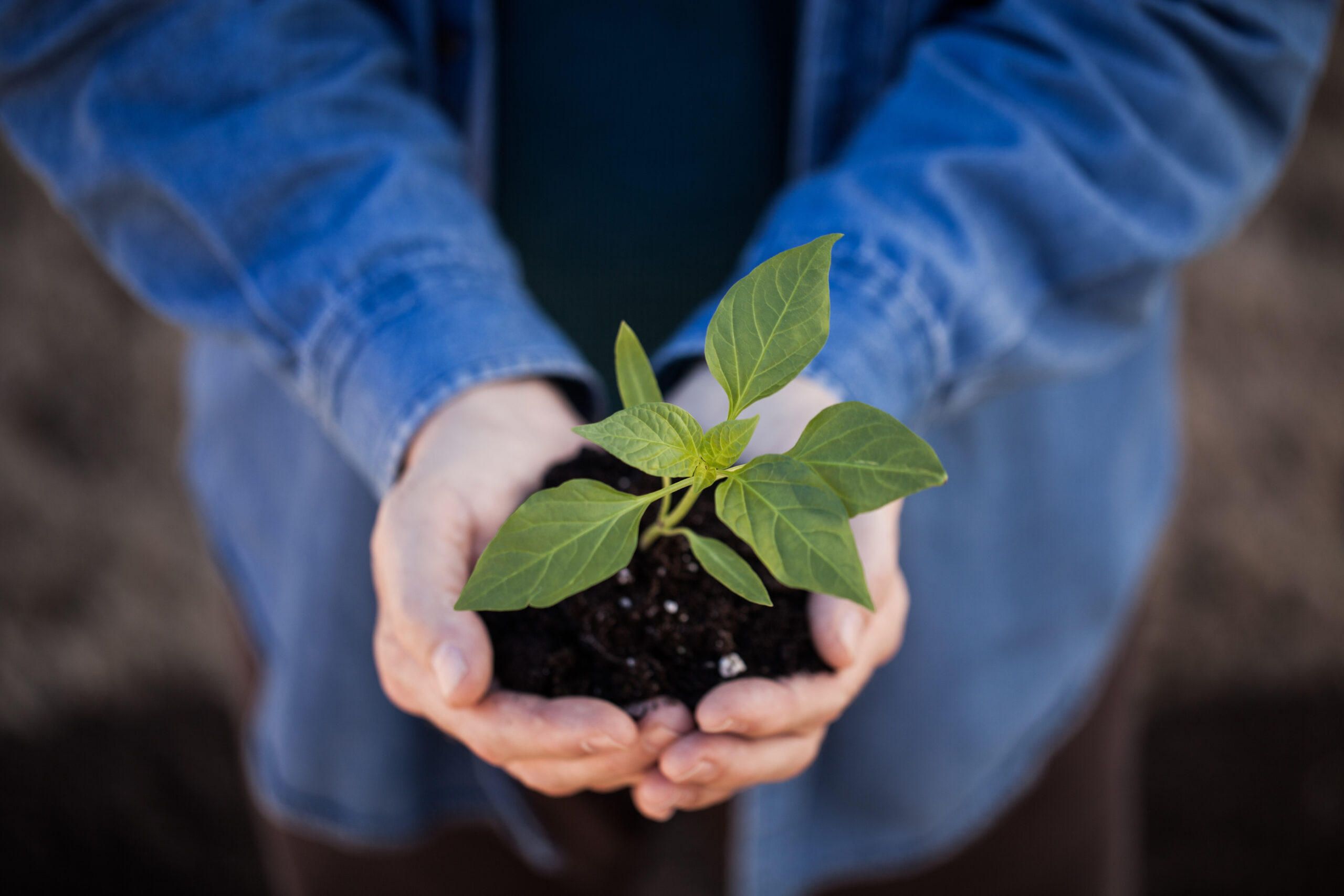 Seeds and Seedlings